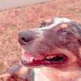 Woman Driving To Pharmacy Stops When She Sees Dog About To Go Into Labor