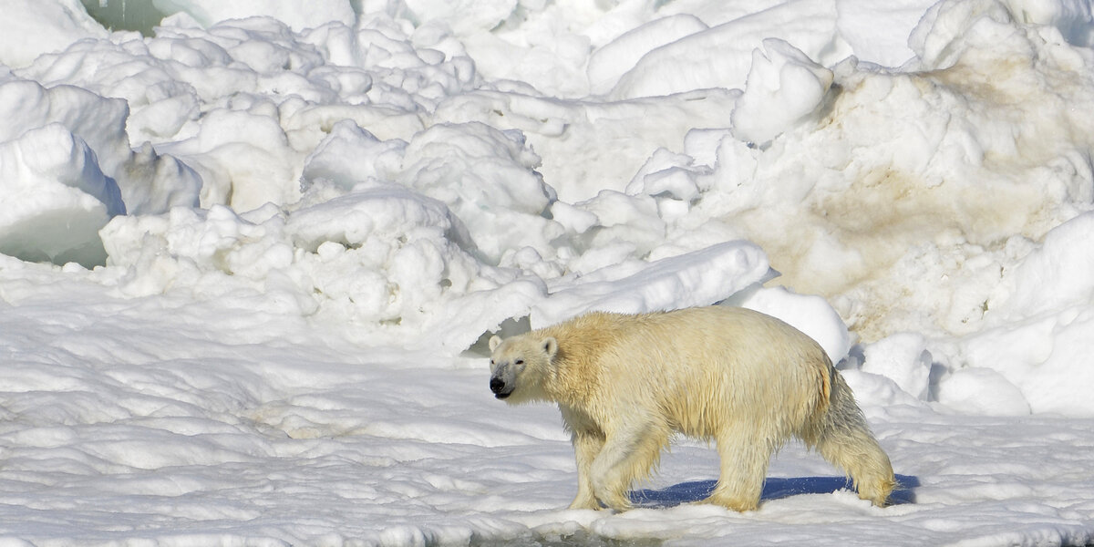 Rare Attack in Alaska Renews Interest in Polar Bear Patrols NowThis