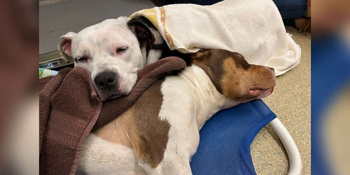 Loyal Dog Stays By Her Best Friend’s Side Until The Very End - The Dodo