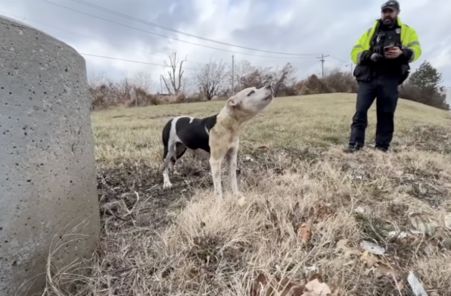 Loyal Dog Stays By Her Best Friend’s Side Until The Very End - The Dodo
