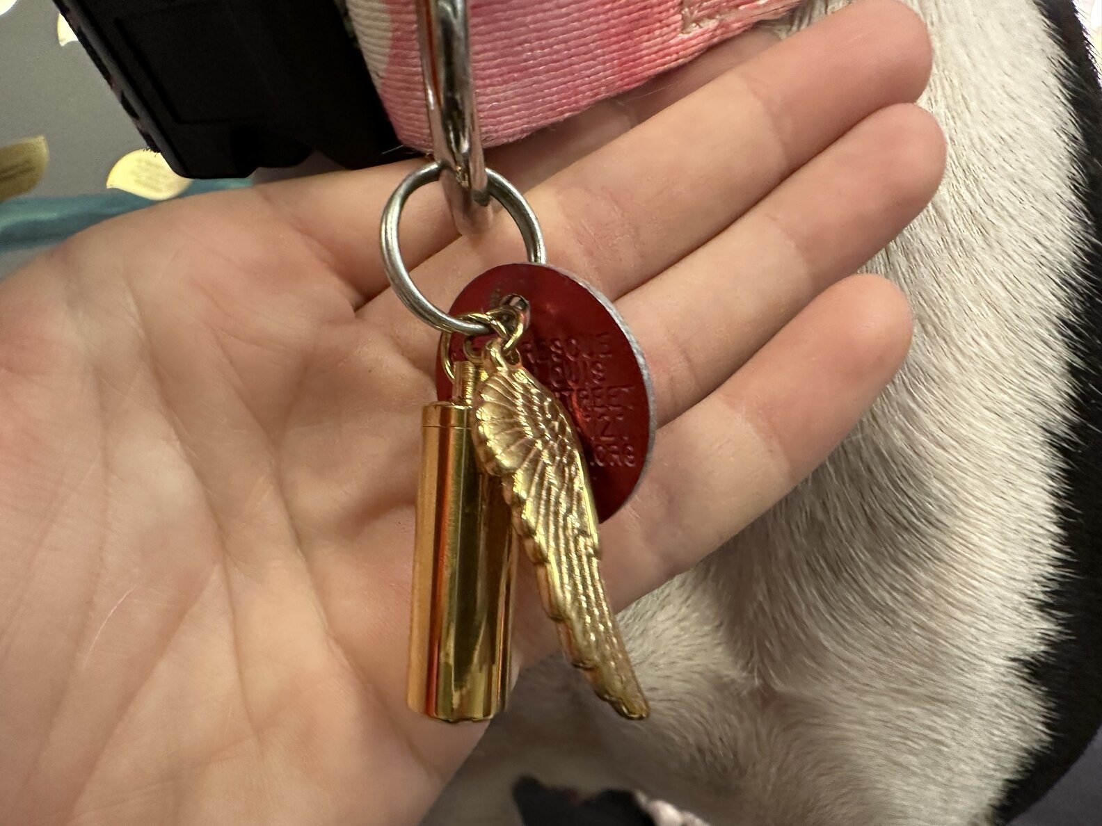 Loyal Dog Stays By Her Best Friend’s Side Until The Very End - The Dodo