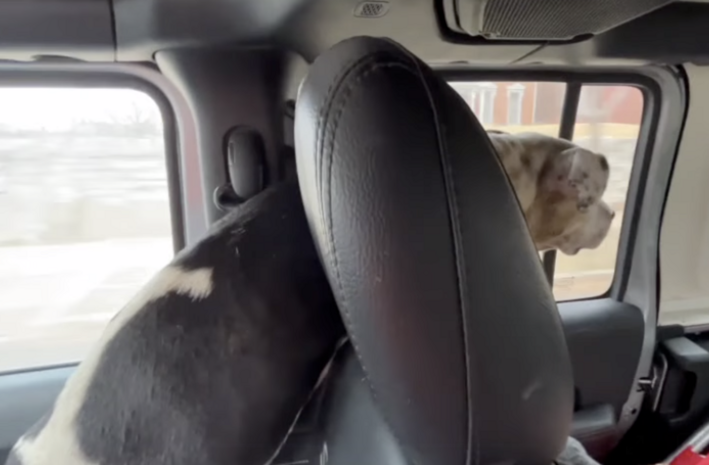 Loyal Dog Stays By Her Best Friend’s Side Until The Very End - The Dodo