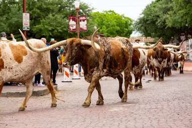 Herd