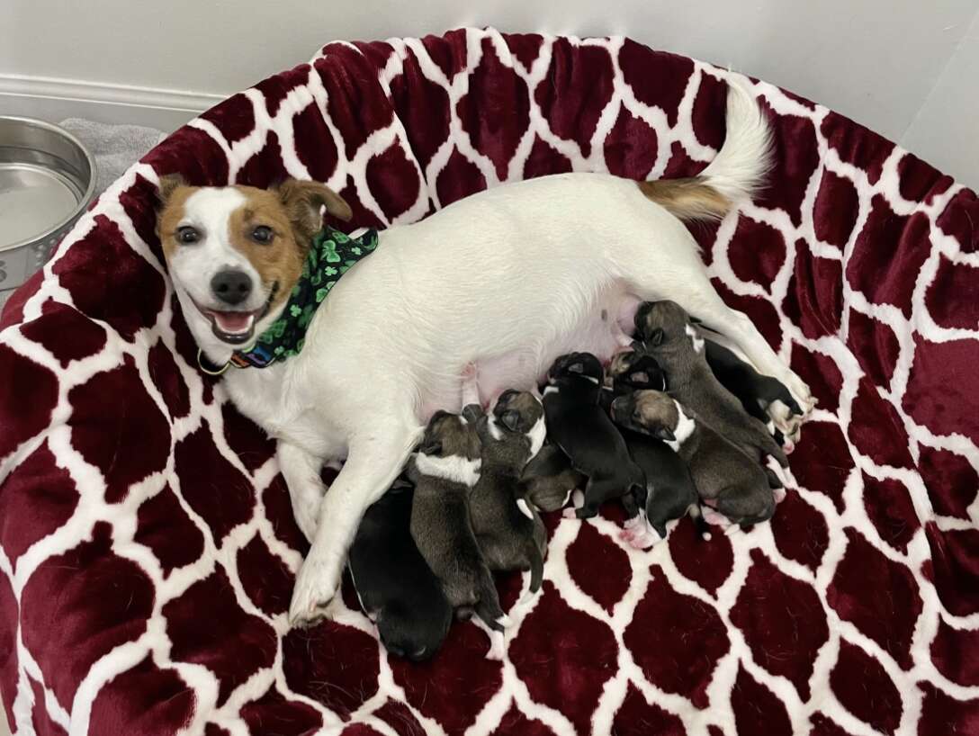 dog with puppies 