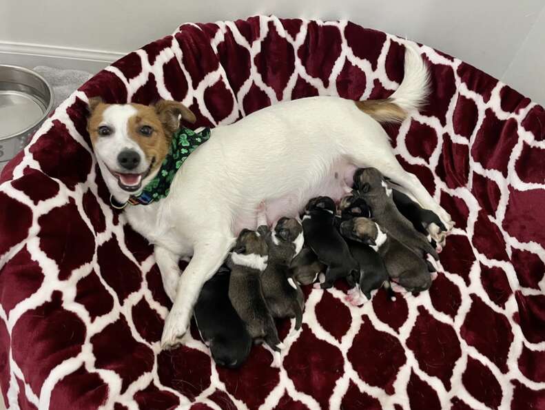 dog with puppies