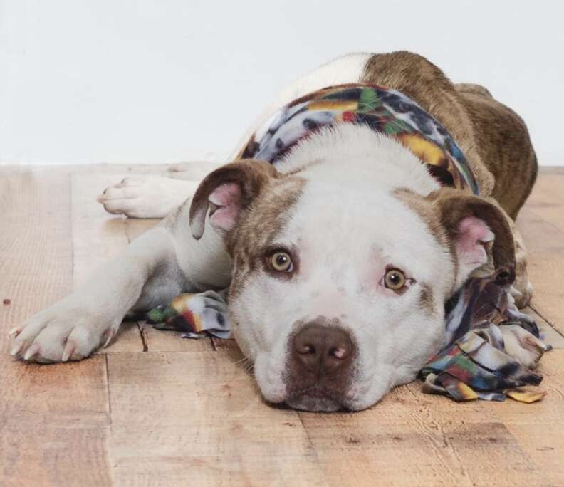 dog staring at camera