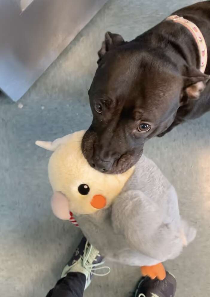 Shelter pups clearance stuffed animals