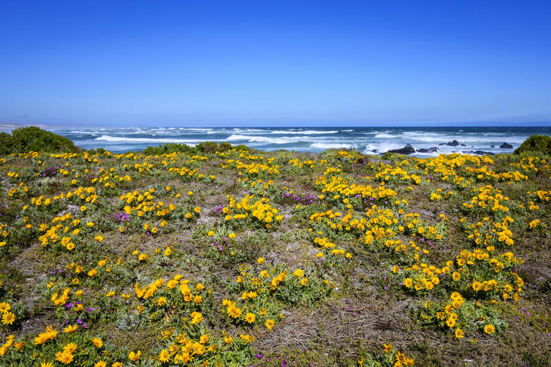 West Coast National Park, South Africa