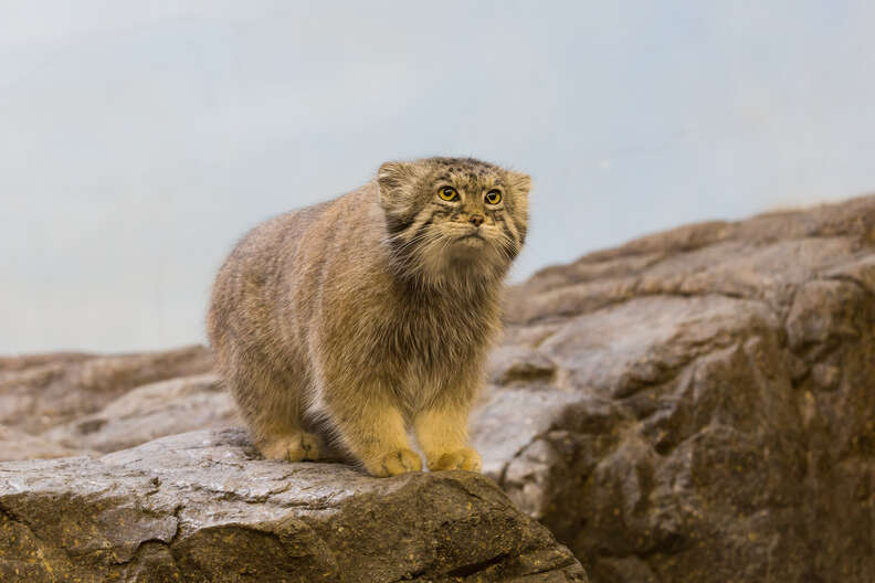 Pallas's cat