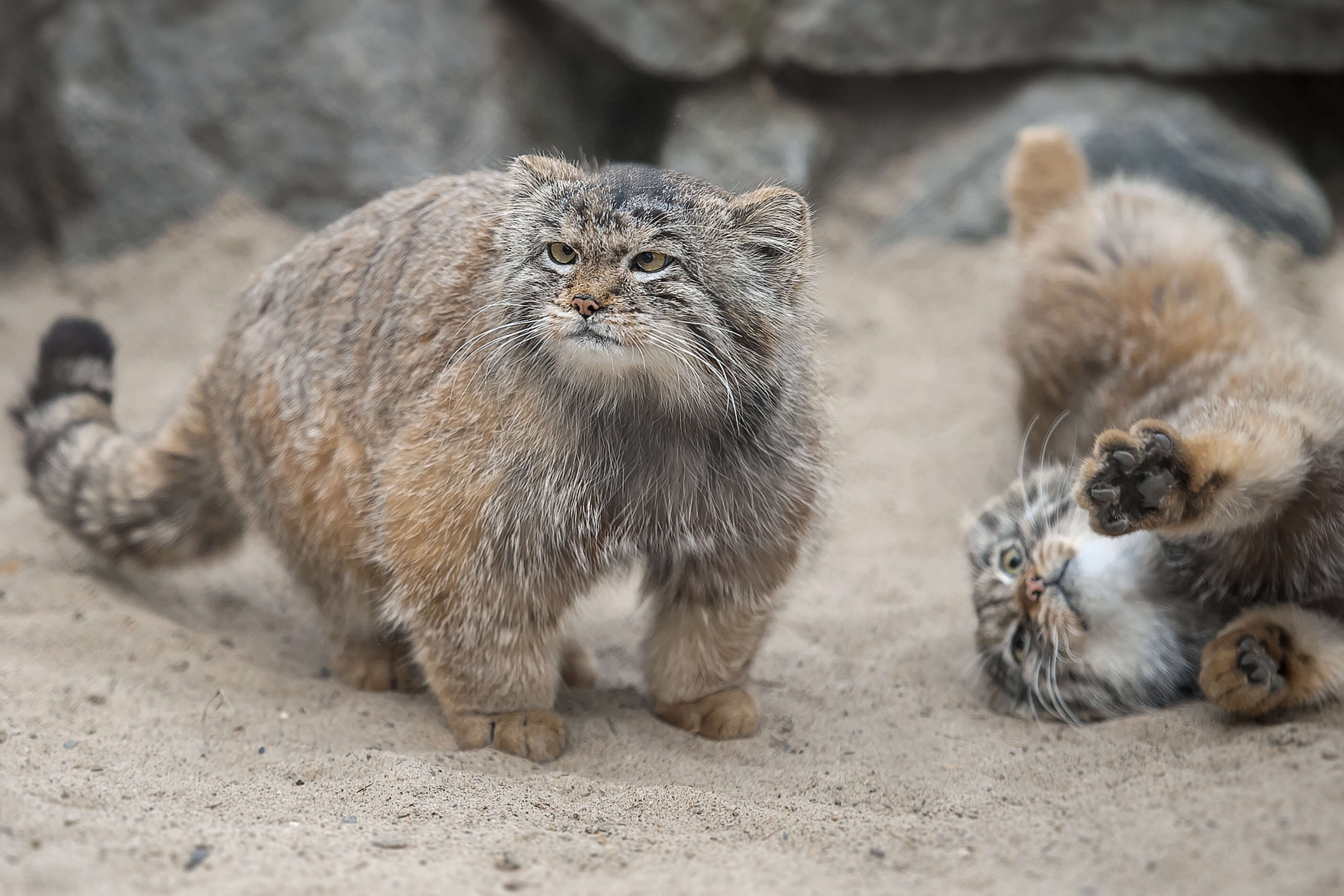 Pallas's cats