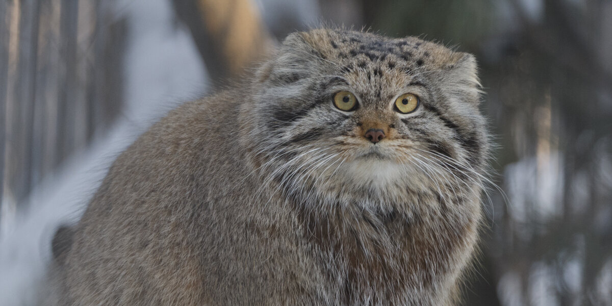 Evidence of Manul's Presence Found on Mount Everest