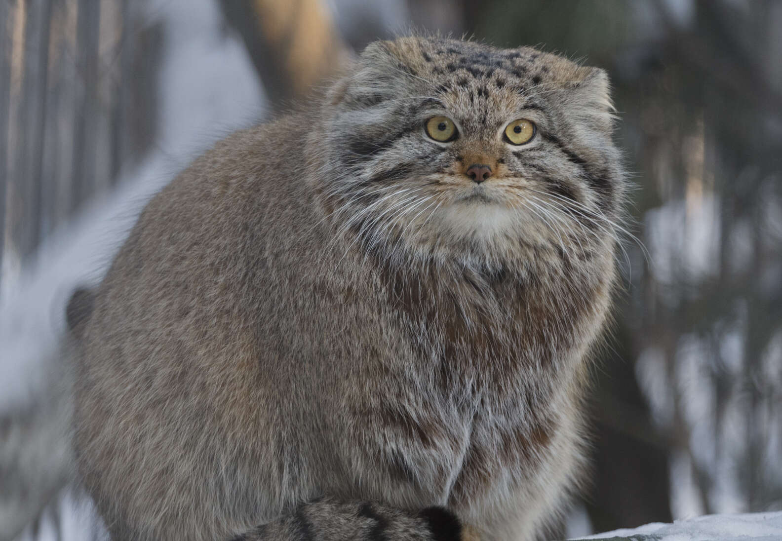 Сибирский Дикий Кот Манул