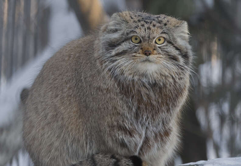 Pallas's cat