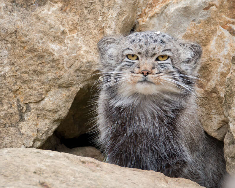 Rare Cat From Mount Everest Has Cartoon-Like Expressions