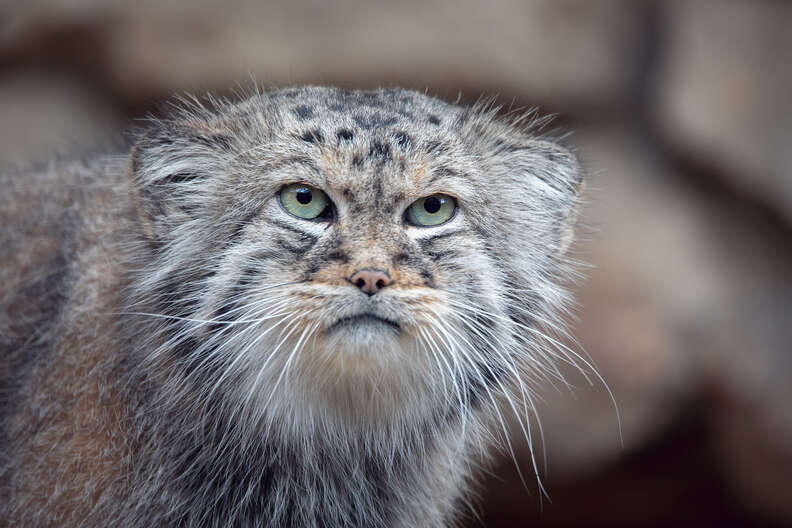 Pallas's cat