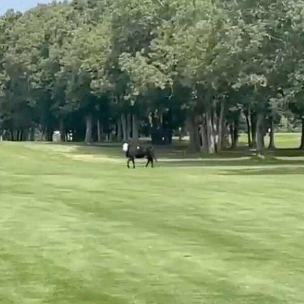 cow in field 