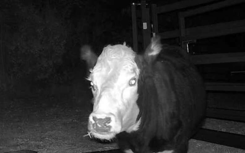 cow on security camera 