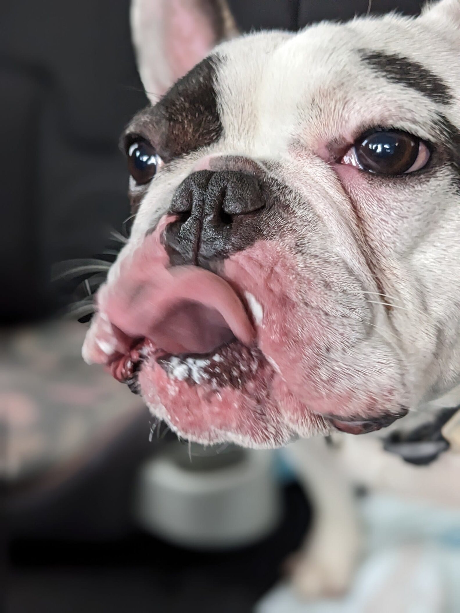 Shelter Tries To Find Home For ‘Terror’ Frenchie Named Ralphie - The Dodo
