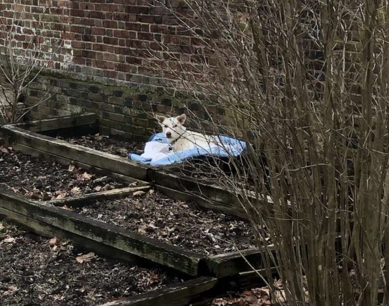 dog in flowerbed 