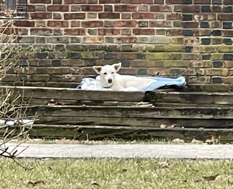 dog in flowerbed