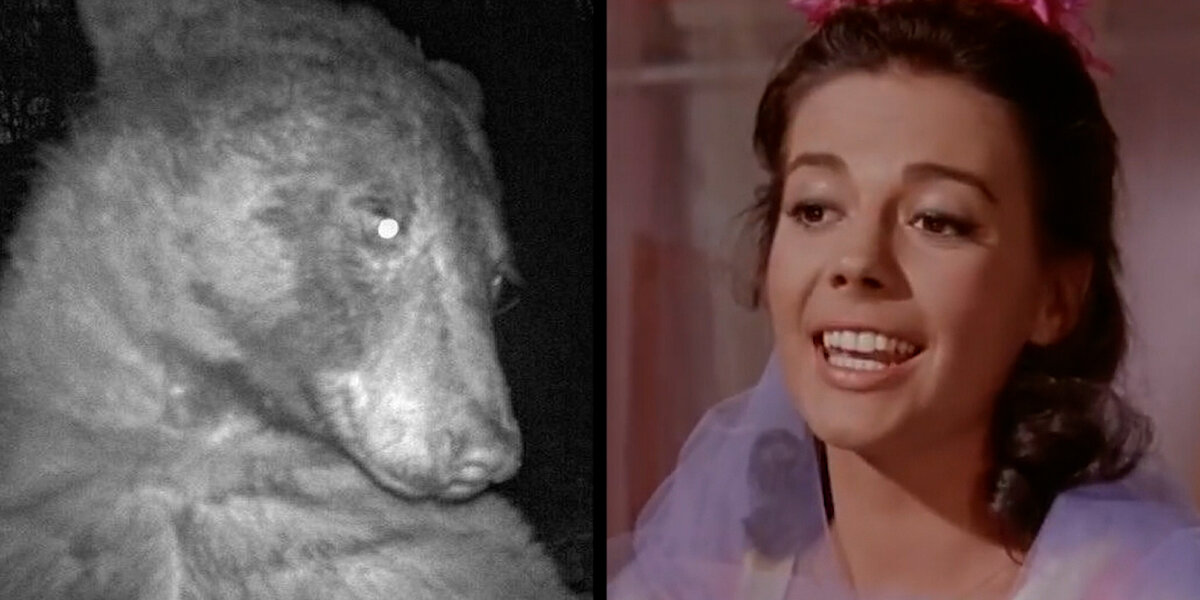 WATCH: Adorable Bear Takes 400+ Selfies on Trail Cam - NowThis