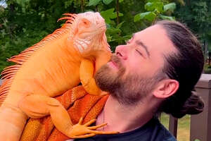 Bright orange dragon sitting on man's shoulder