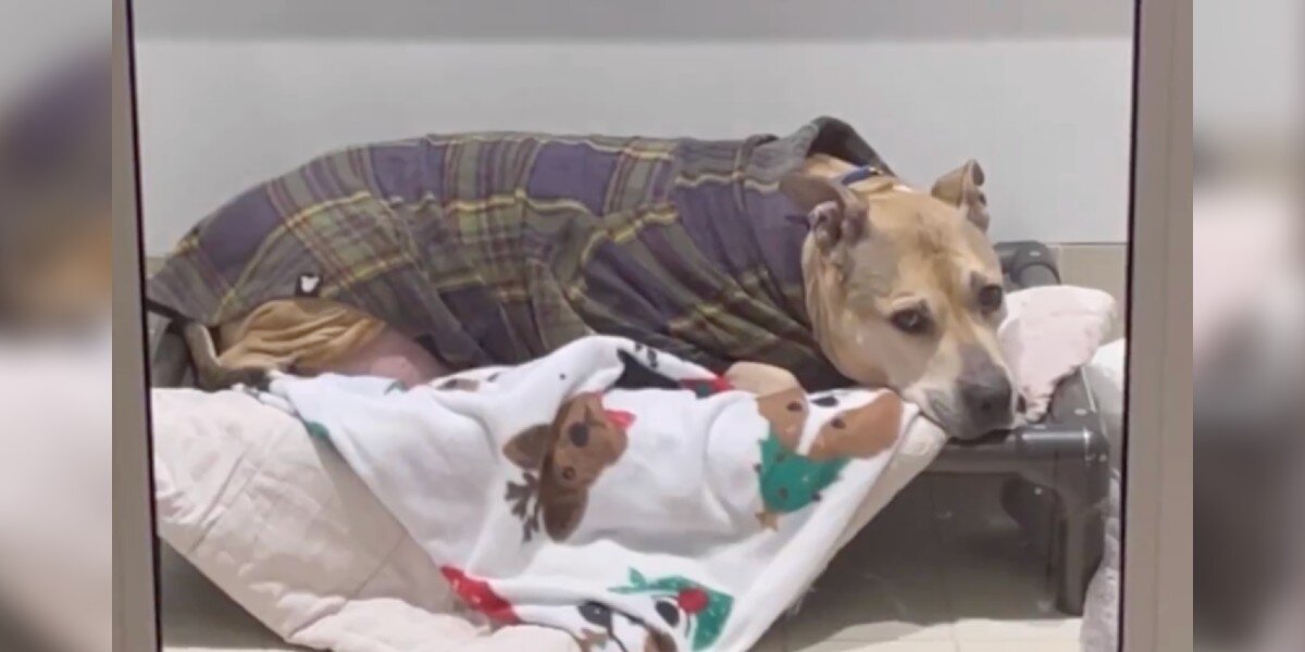 Senior Dog Spent Almost A Decade On His Own Waiting For A Miracle