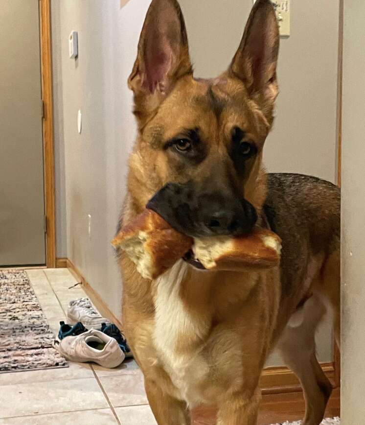 dog with bread 