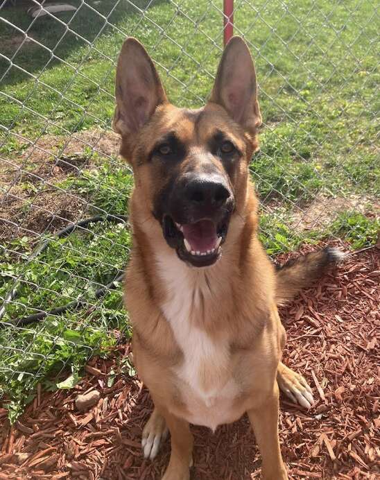 dog smiling at camera