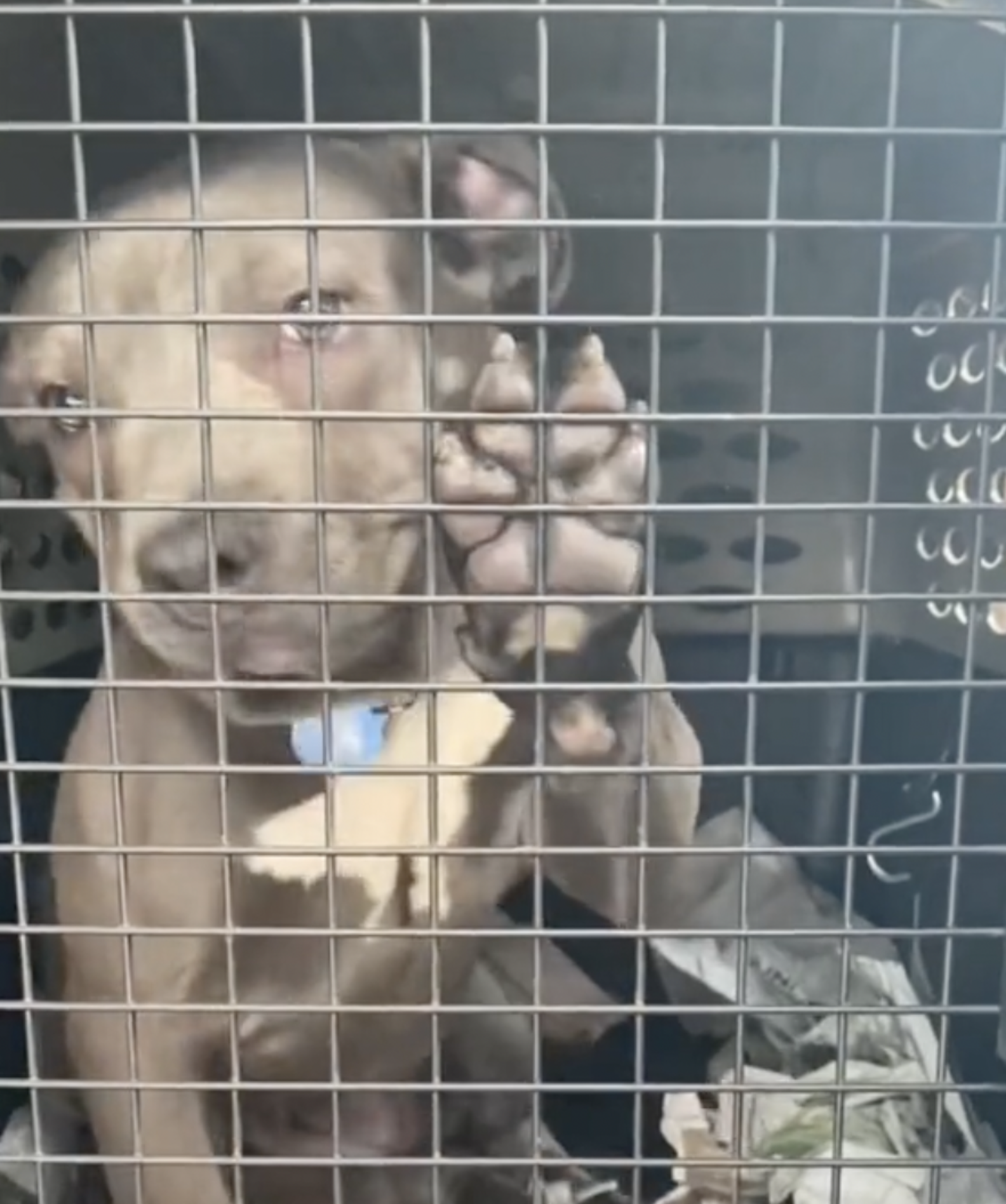 Loyal Pit Bull Abandoned With Bag Of Food Waits Days For Family To Come ...