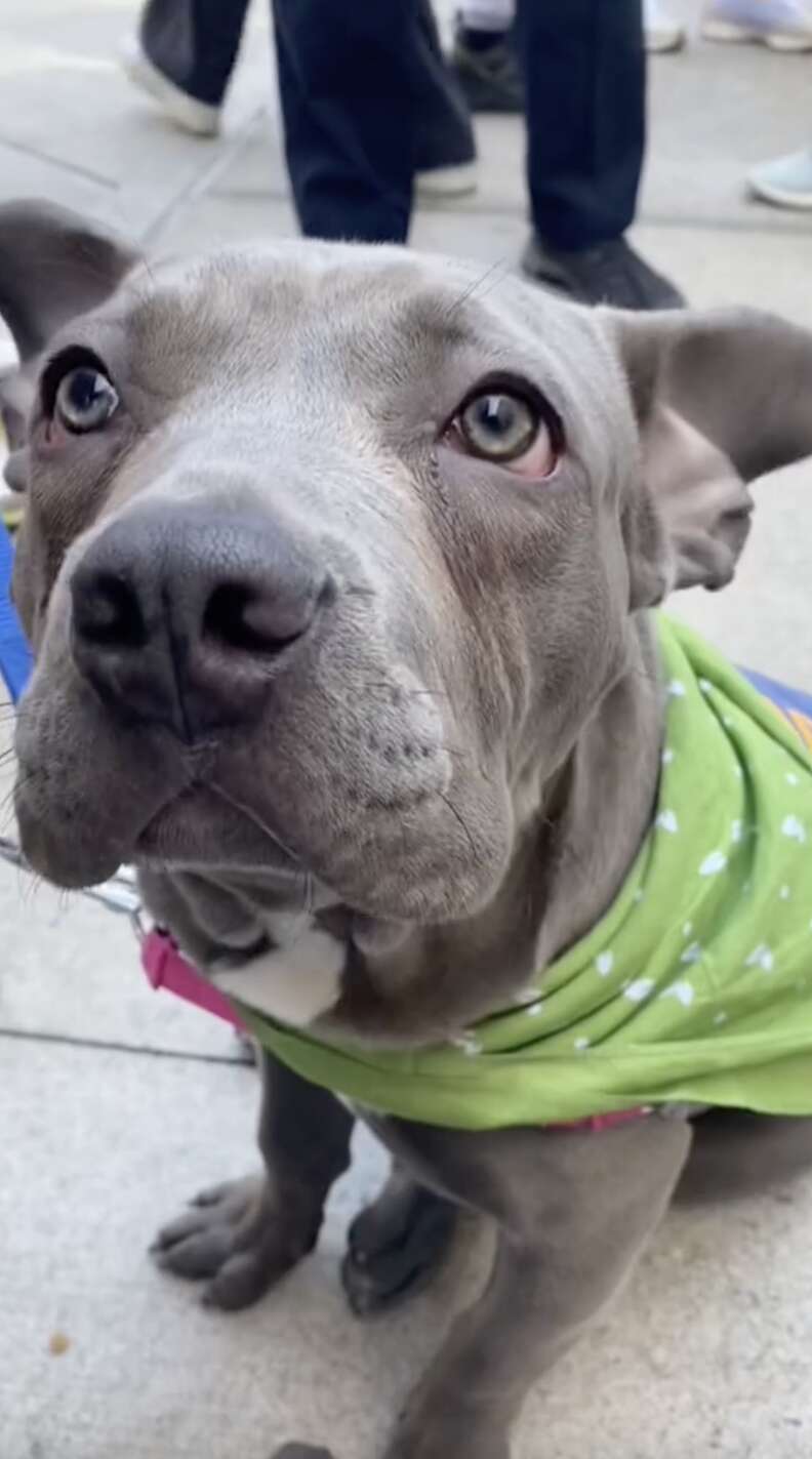 Blue Pitbull Lab Mix Puppies