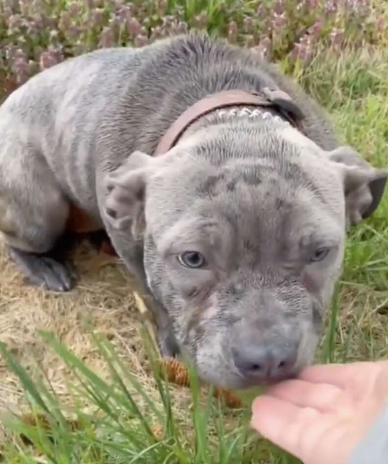 Blue nose store brindle pit puppy