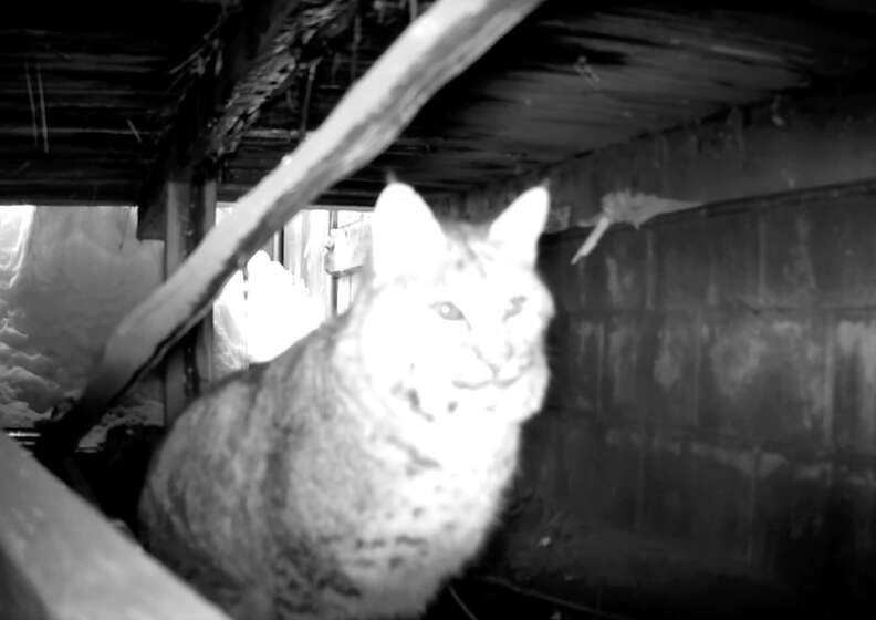 bobcat under deck