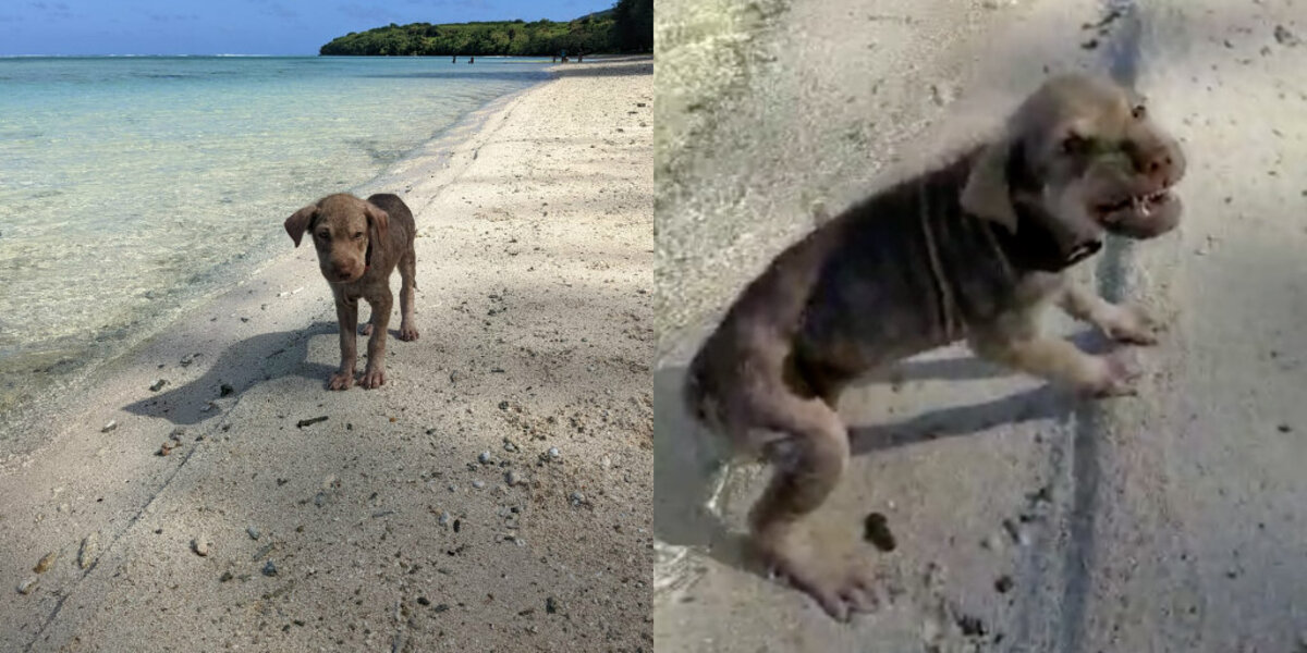 Scared Little Puppy Found On Beach Makes The Most Incredible Transformation