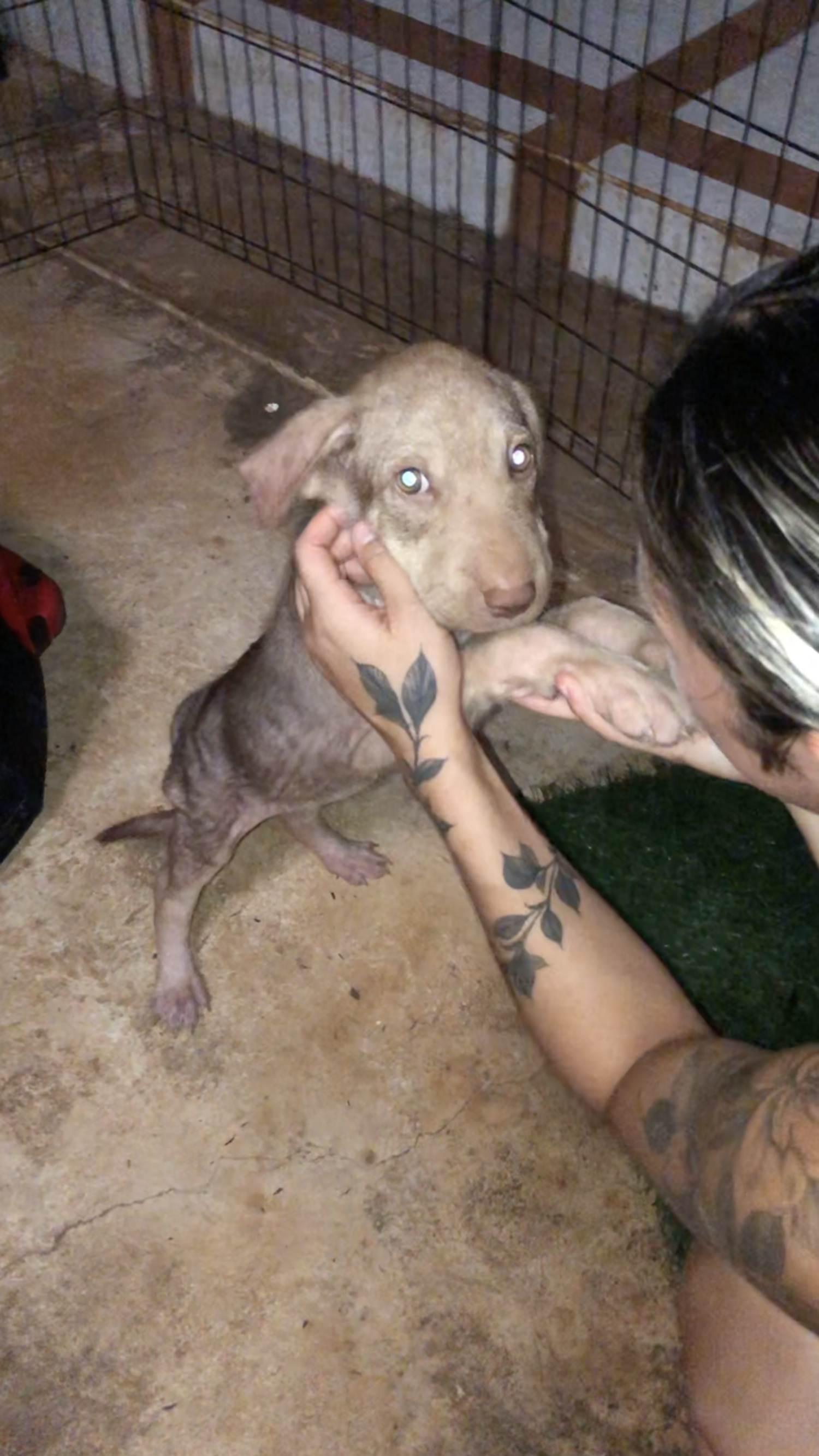Terrified Puppy Found On Beach Makes Incredible Transformation - The Dodo