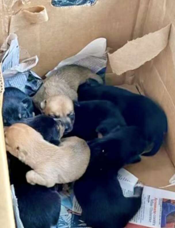 puppies in box