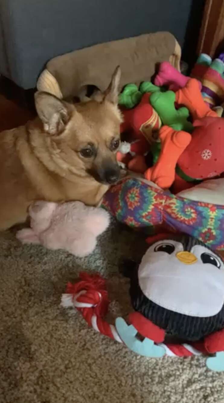 dog picks out toy