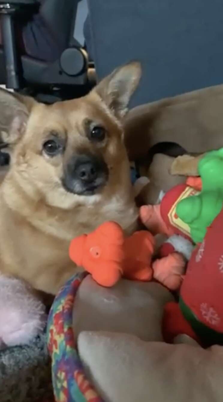 dog picks out toy