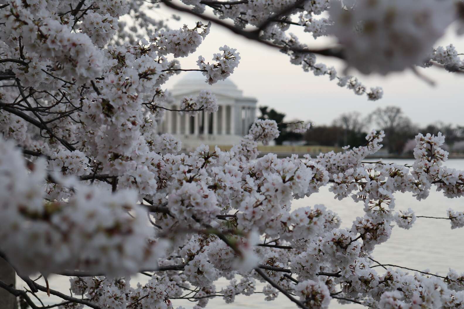 Best Places to See Spring Flowers - Thrillist