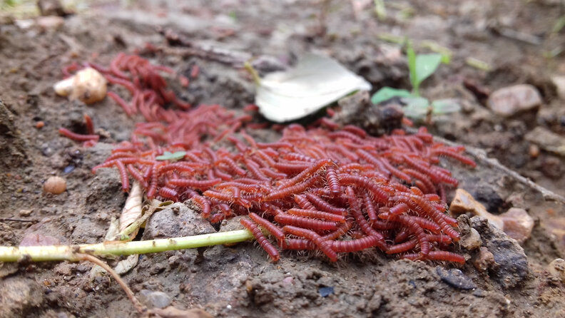 millipedes