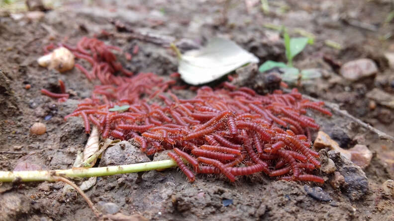 millipedes