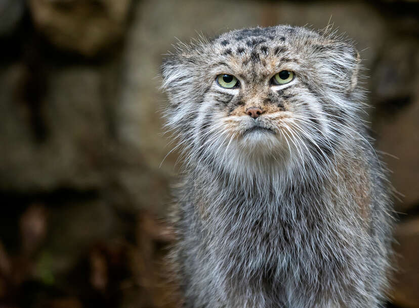 Scientists Find Elusive, Grumpy-Looking Cats Living on Mount