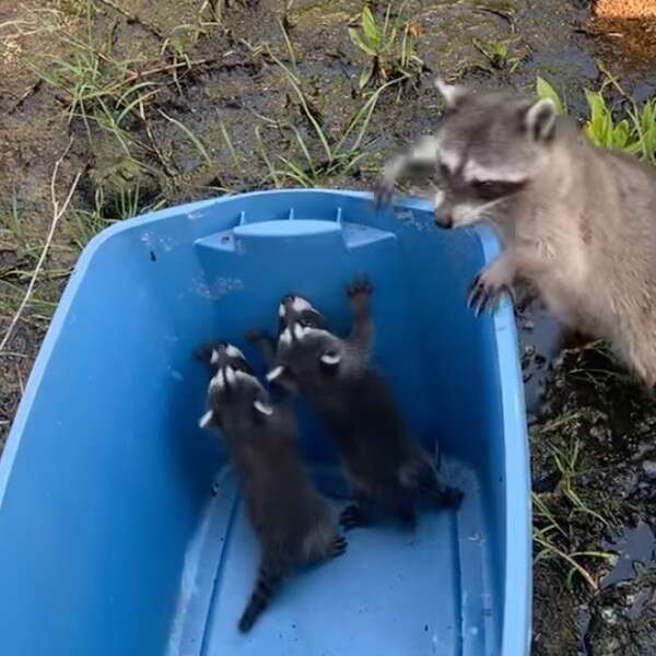 raccoon helping babies 