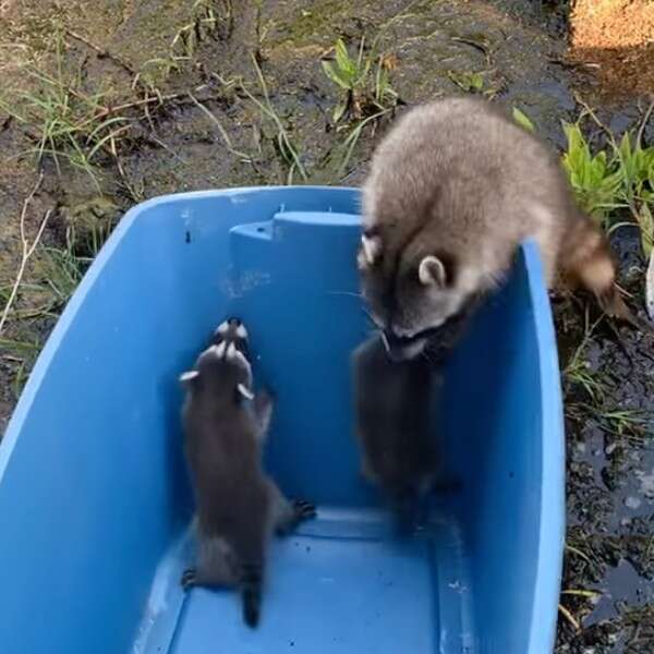 raccoon grabbing babies