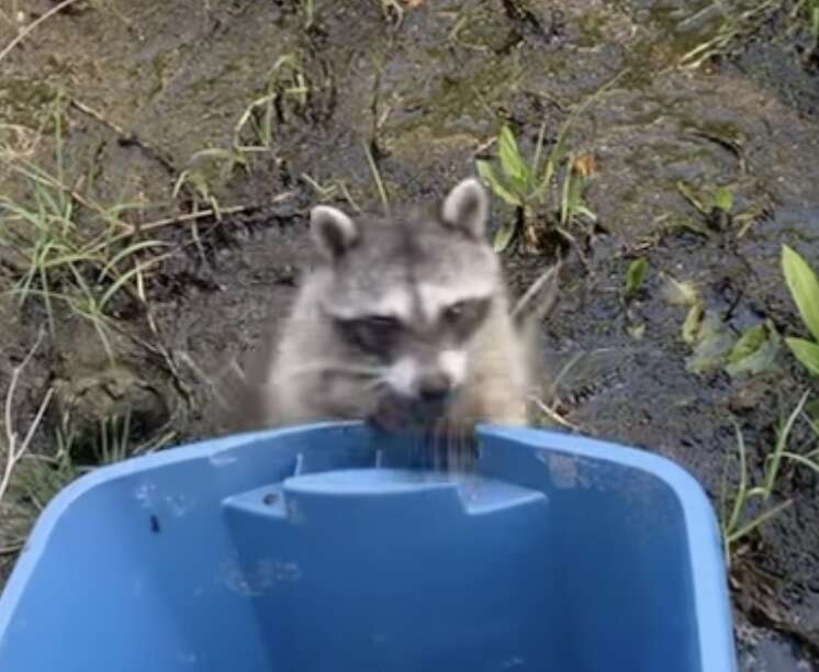 raccoon looking into bucket 