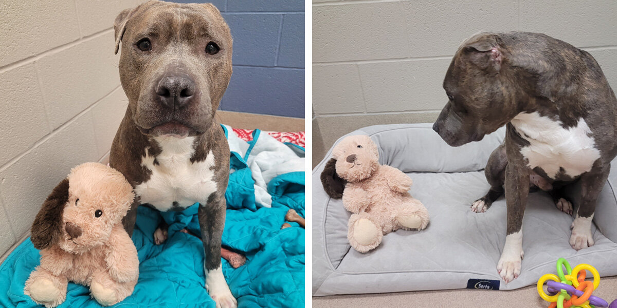 Shelter Dog With Missing Ear Modifies His Favorite Toy To Look Just Like Him