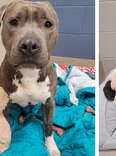 Shelter Dog With Missing Ear Modifies His Favorite Toy To Look Just Like Him