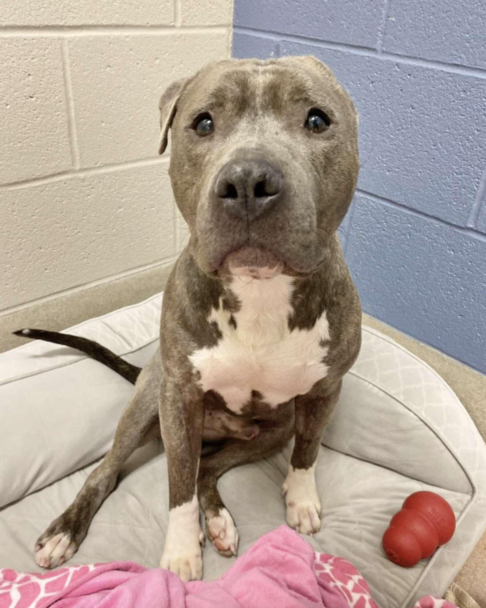 Shelter Dog With Missing Ear Modifies His Favorite Toy To Look Like Him ...