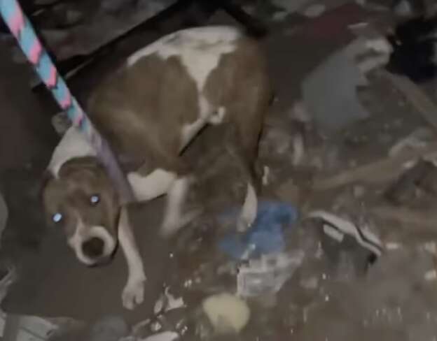 dog in abandoned house
