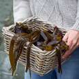 basket of seaweed